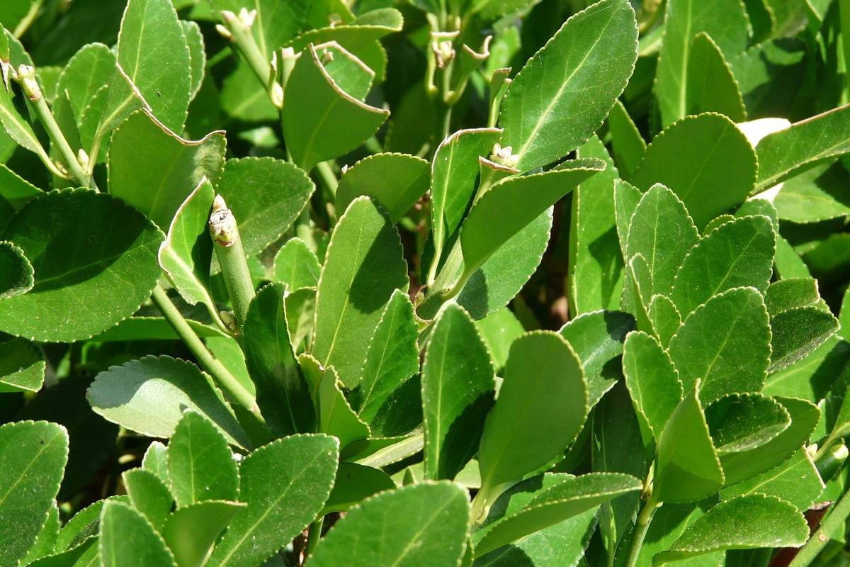 L'alloro è considerata un'antica pianta officinale molto usata nella medicina popolare